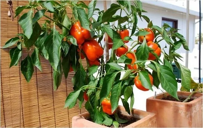 Kiểm tra độ ẩm đất trước khi tưới nước cho cây trồng trong chậu