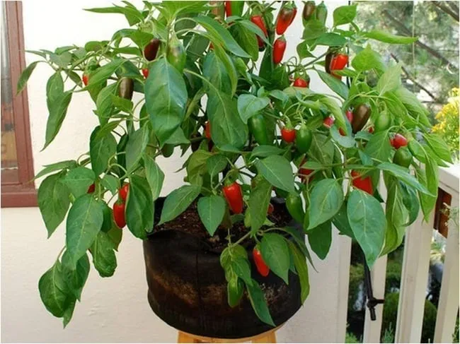 Các loại cây trồng trong chậu nhỏ phù hợp