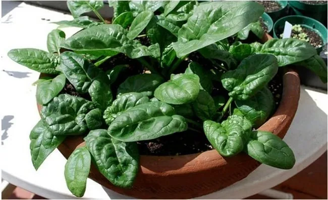 Vị trí đặt chậu cây theo hướng ánh sáng