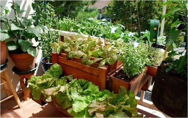 Các loại chậu trồng cây khác nhau