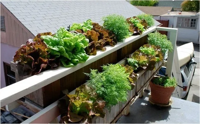 Giá treo cây đa tầng tiết kiệm không gian