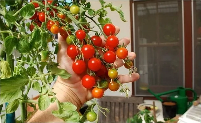 Trồng rau củ quả trong chậu trên ban công