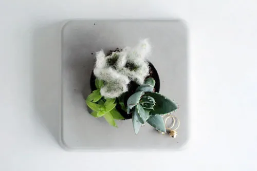 Trồng cây vào chậu xi măng mini