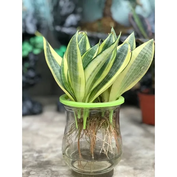 Cây Phát Lộc thủy sinh