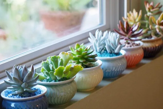 Chăm sóc sen đá ghi nhớ quy tắc “8 không”, cây luôn khỏe mạnh lá căng mọng không bị héo úa - 4