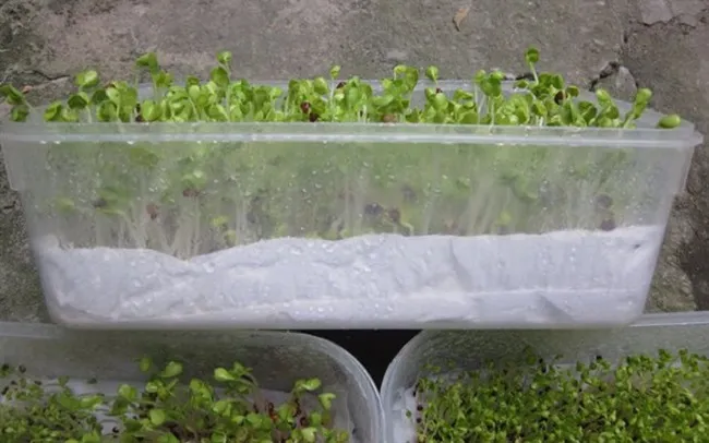 3 cách trồng rau mầm cho người mới bắt đầu, thành công ngay lần đầu - 4