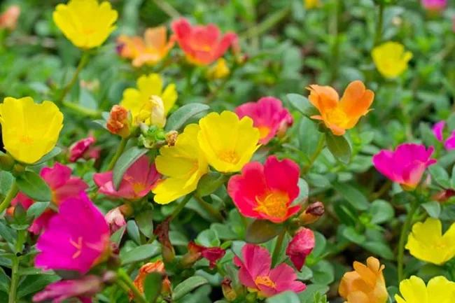 2 CÃ¡ch trá»"ng hoa mÆ°á»i giá» tá»« cÃ nh vÃ  háº¡t ráº¥t Ä'Æ¡n giáº£n, cÃ¢y lÃªn nhanh hoa ná»Ÿ rá»±c rá»¡ - 1