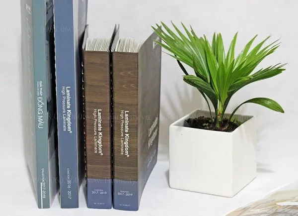 12 loáº¡i cÃ¢y cáº£nh mini lá»c khÃ´ng khÃ­ cá»±c Ä‘á»‰nh, Ã½ nghÄ©a hay - 11