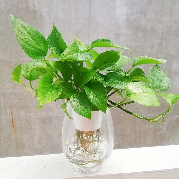 Cây Bách Thủy Tiên với hoa trắng