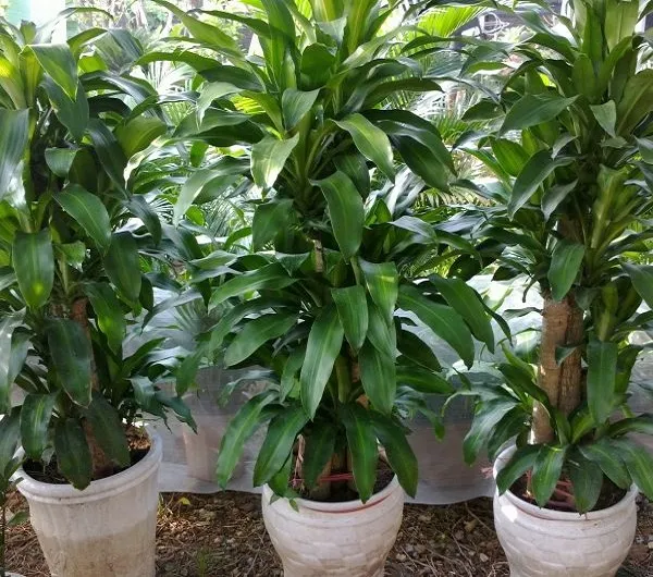 Cây Thiết Mộc Lan cao lớn, vững chãi, là điểm nhấn xanh lý tưởng cho phòng khách