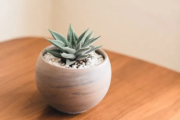 Sen đá móng rồng với vẻ ngoài mạnh mẽ và gai góc