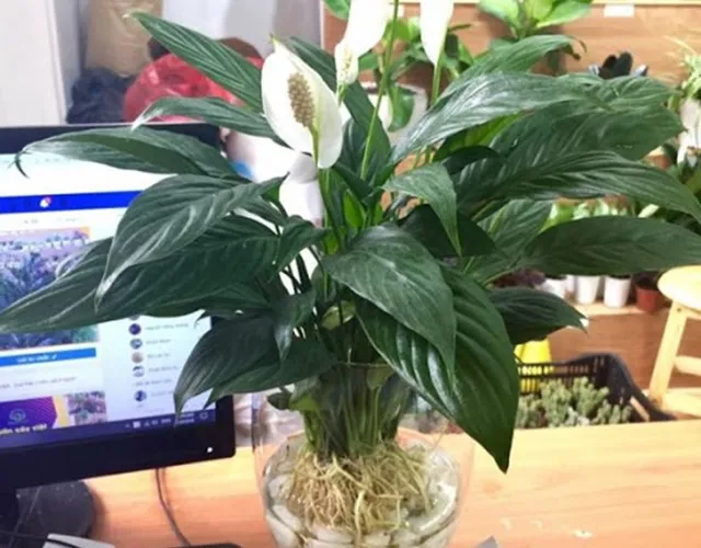 12 loáº¡i cÃ¢y cáº£nh mini lá»c khÃ´ng khÃ­ cá»±c Ä‘á»‰nh, Ã½ nghÄ©a hay - 5