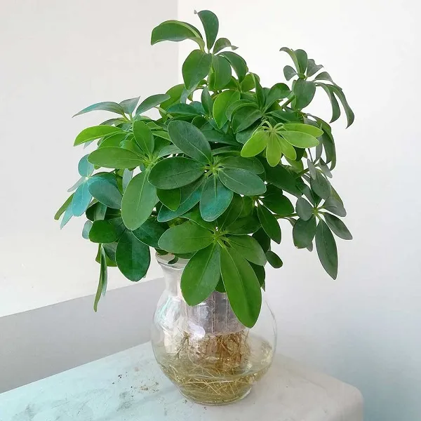 Cây Kim Tiền thủy sinh