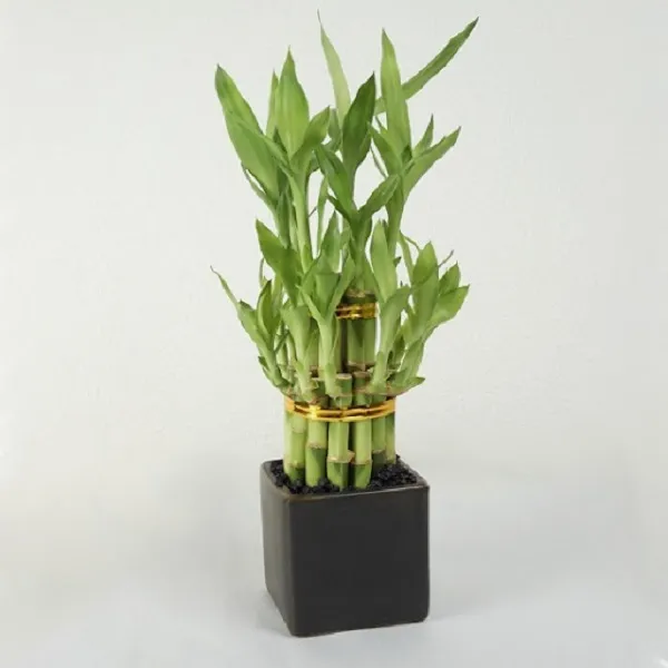 Cây Phất Dụ (Trúc Phát Tài) mang lại may mắn và sự hanh thông trong công việc