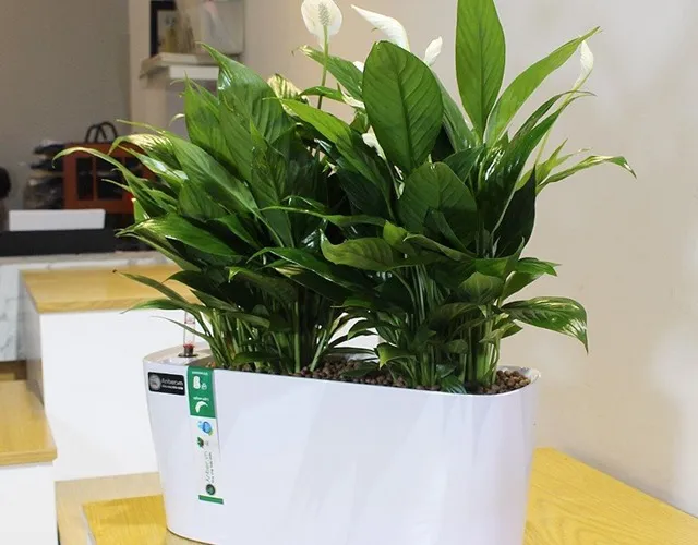 12 loáº¡i cÃ¢y cáº£nh mini lá»c khÃ´ng khÃ­ cá»±c Ä‘á»‰nh, Ã½ nghÄ©a hay - 6