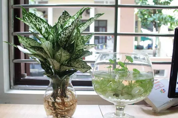 Cây Lan Ý trồng thủy sinh trong bình thủy tinh