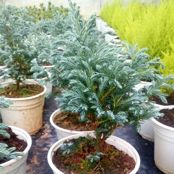 Cây Tuyết Tùng dáng nhỏ nhắn, mang lại vẻ đẹp thanh tao và mùi hương dễ chịu