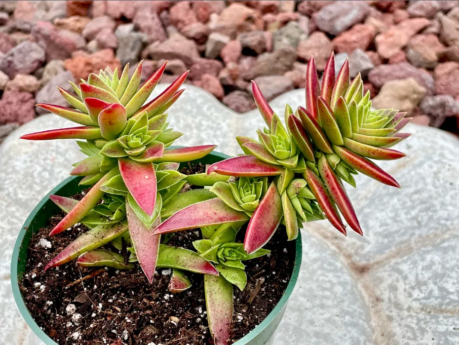 20 loại sen đá đẹp nhất được giới trẻ ưa chuỡng - 16