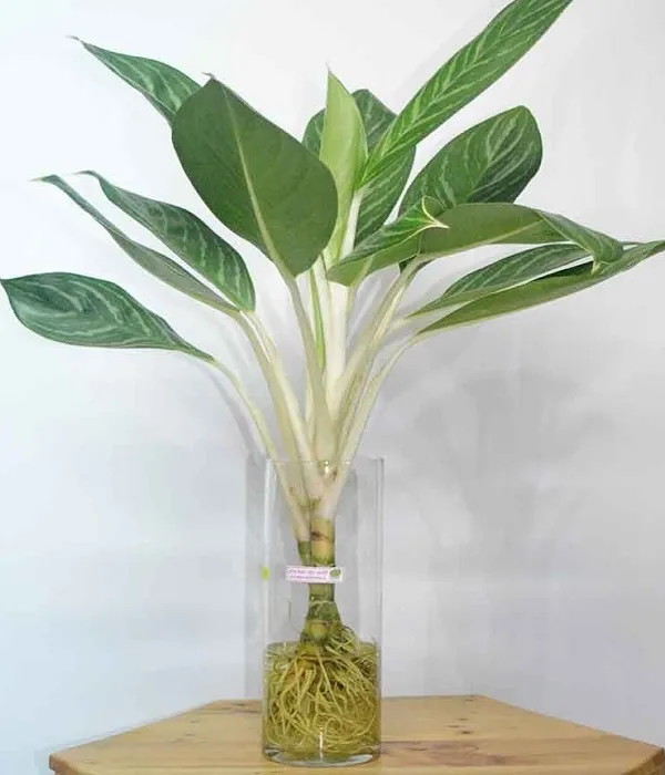 Hoa Tulip thủy sinh