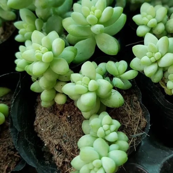 Sen đá chuỗi ngọc rũ dài duyên dáng trong chậu treo