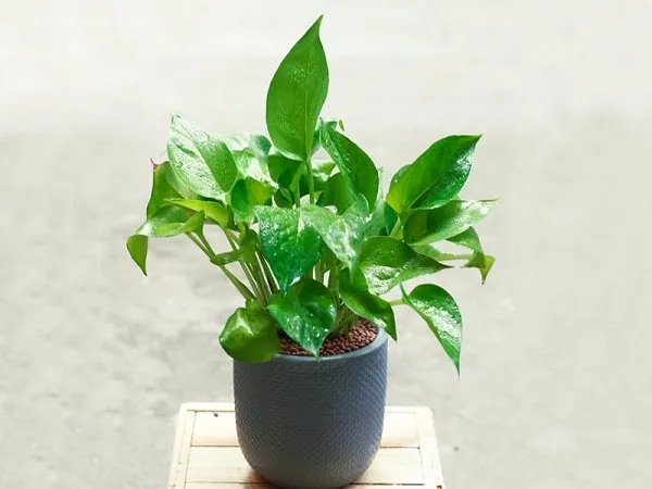 Cây Trầu Bà có sức sống bền bỉ, dễ dàng thích nghi với mọi môi trường sống