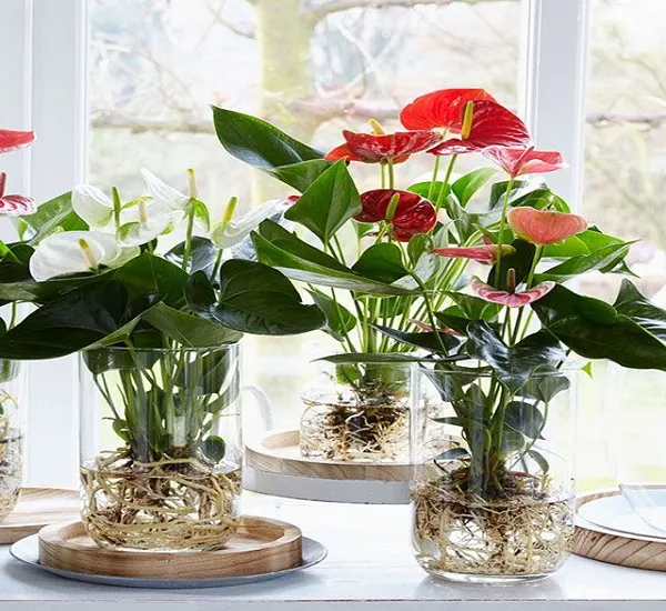 Cây Hồng Môn thủy sinh với lá đỏ