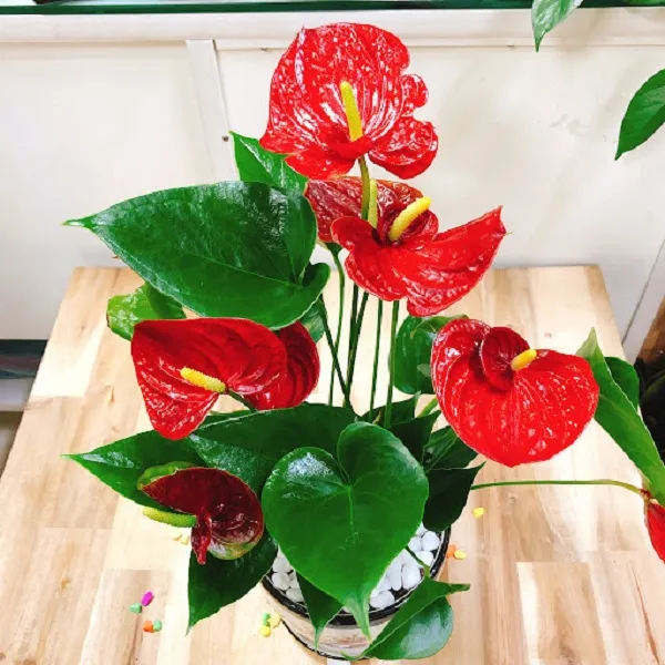 Cây Hồng Môn với hoa màu đỏ hình trái tim, mang lại nét đẹp quý phái cho căn nhà