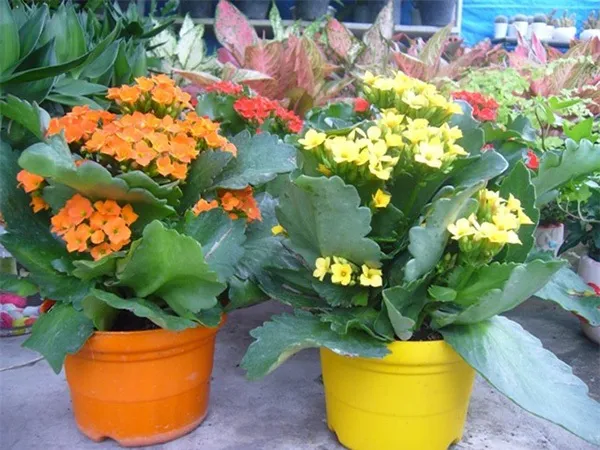 Cây Sống Đời với những bông hoa nhỏ xinh rực rỡ, biểu tượng của sức sống mãnh liệt