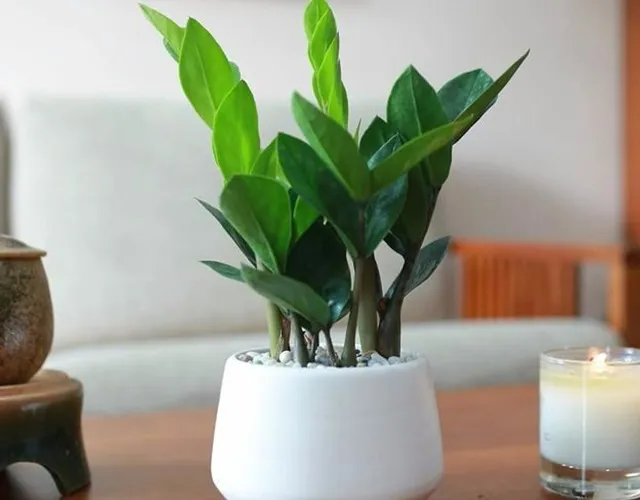 12 loáº¡i cÃ¢y cáº£nh mini lá»c khÃ´ng khÃ­ cá»±c Ä‘á»‰nh, Ã½ nghÄ©a hay - 12