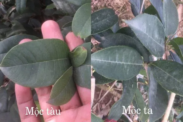 So sánh lá Mộc Hương ta và Mộc Hương tàu