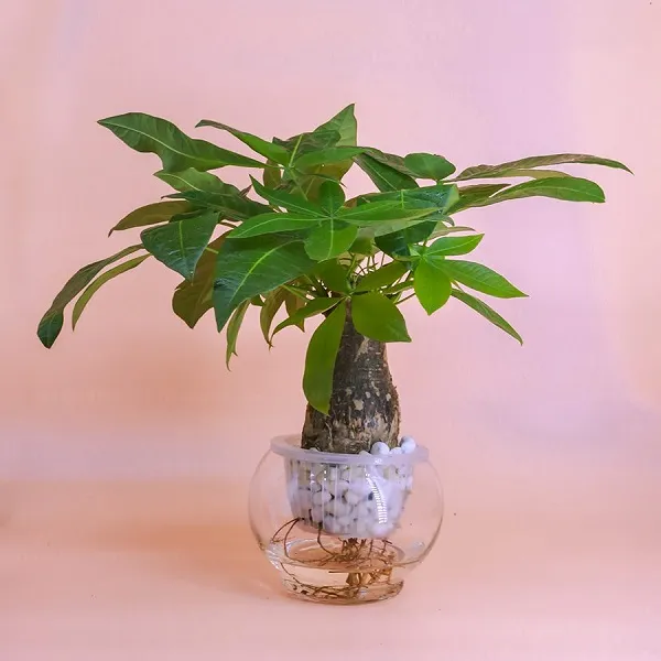 Cây Phú Quý trồng thủy sinh