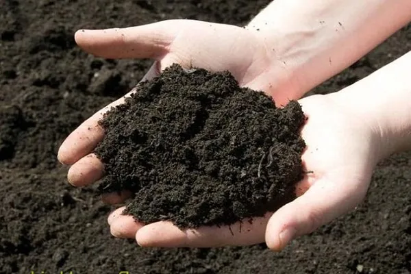 Cách trồng mướp hương tại nhà bằng thùng xốp, chậu cho sai quả - 2