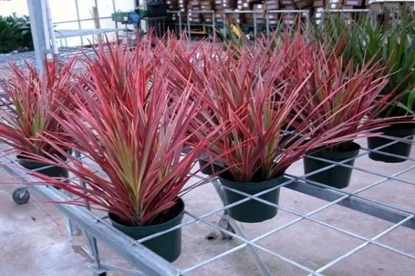 Cây Huyết Dụ rực rỡ với sắc màu độc đáo, mang lại sự may mắn cho gia đình