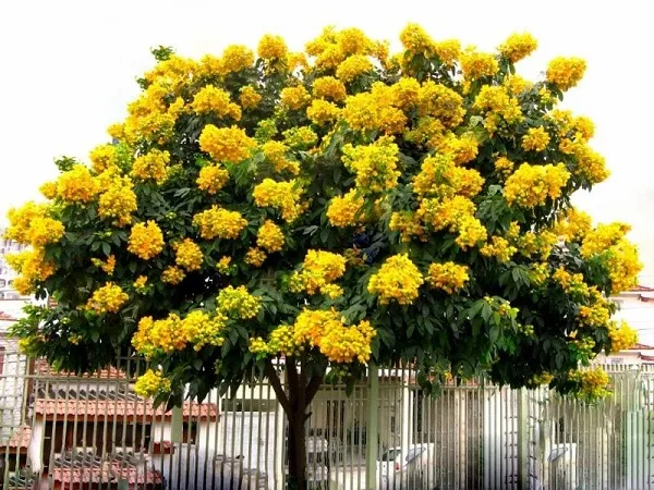 Cận cảnh chùm hoa giáng hương màu vàng tươi mang hương thơm dịu nhẹ