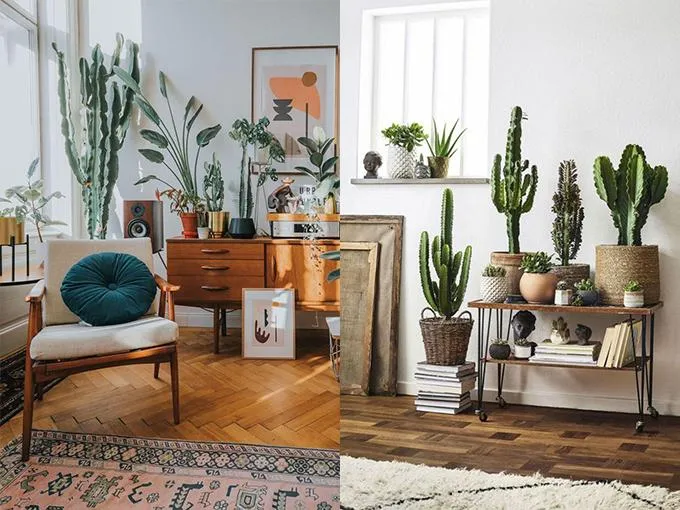 Vị trí đặt xương rồng ở hướng Tây Bắc để hóa giải sát khí