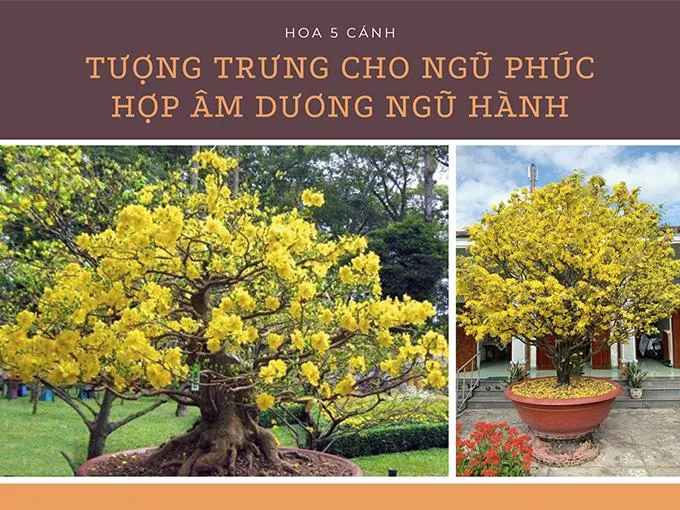 Mai tứ quý mang lại nhiều may mắn và tài lộc cho gia chủ