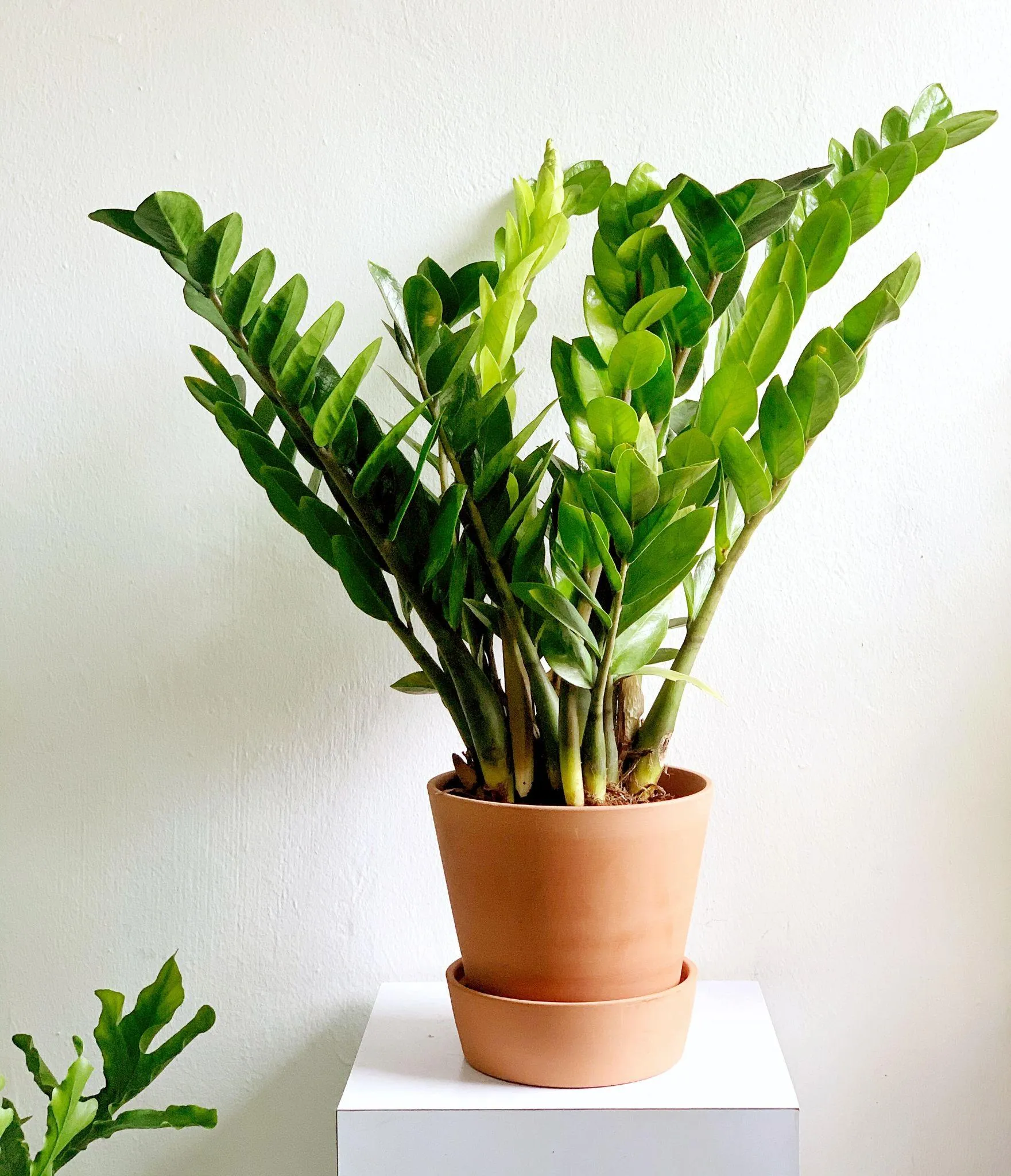 2 Cách trồng cây kim tiền từ lá và cành đơn giản, cây khỏe lá xanh tốt thu hút tài lộc - 9