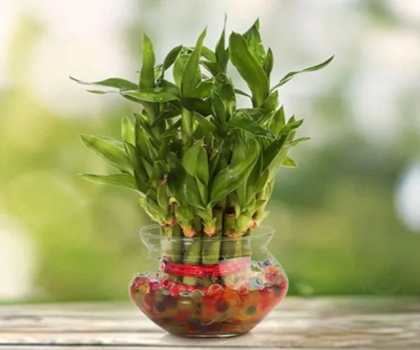 Cây Cỏ Đồng Tiền thủy sinh