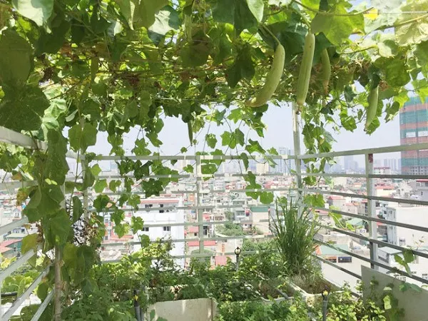 Cách trồng mướp hương tại nhà bằng thùng xốp, chậu cho sai quả - 3