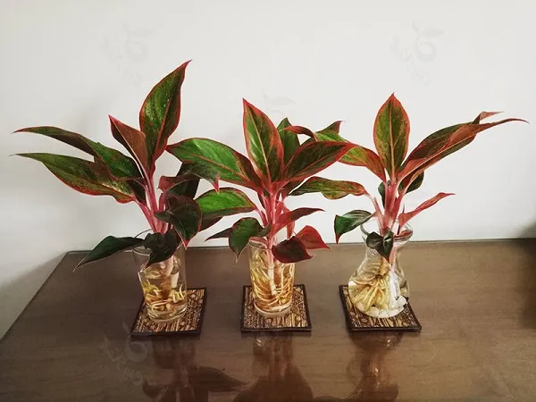 Cây Phú Quý với sắc hồng đỏ ấn tượng, giúp không gian nội thất thêm phần ấm cúng