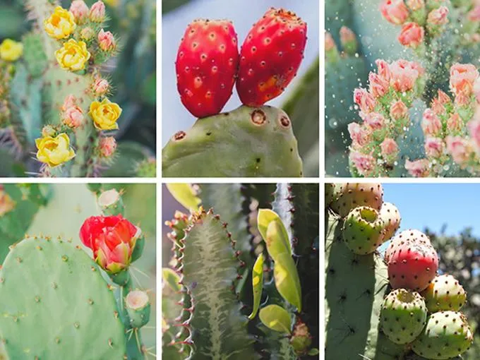 Các loại cây xương rồng hình vẽ phổ biến đang được ưa chuộng