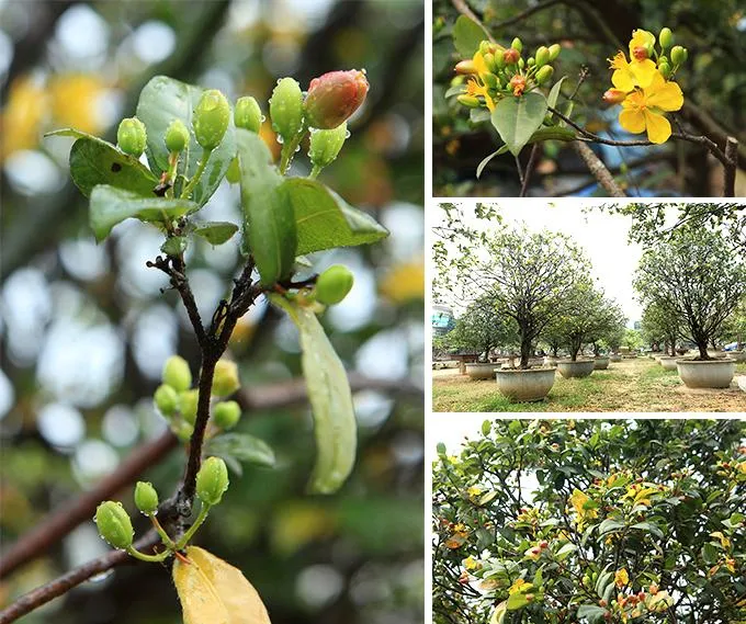 Vườn mai tứ quý ở Việt Trì (Phú Thọ)