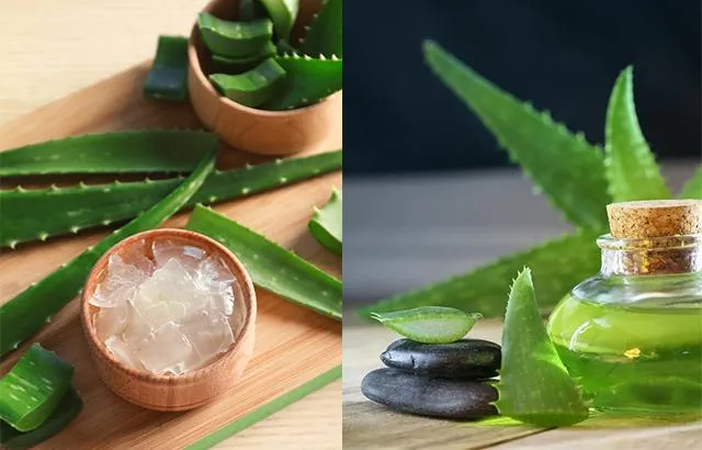 Nha Ä‘am cÃ³ cháº¥t khÃ¡ng viÃªm vÃ  dÆ°á»¡ng áº©m