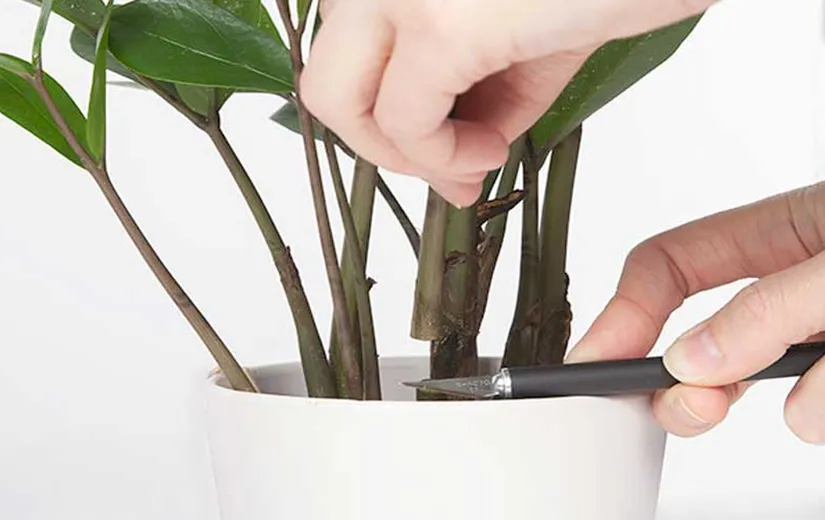 2 Cách trồng cây kim tiền từ lá và cành đơn giản, cây khỏe lá xanh tốt thu hút tài lộc - 5