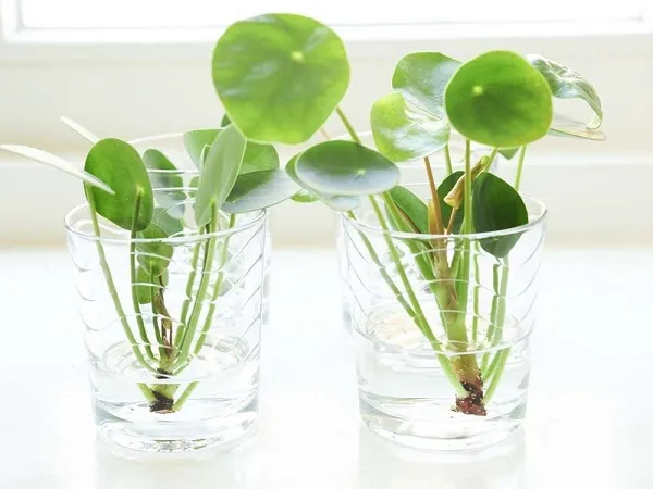 Cây Trầu Bà thủy sinh leo giàn