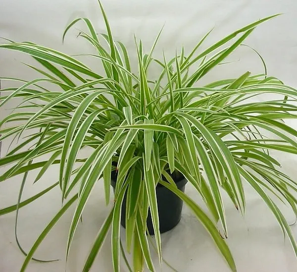 Cây Dây Nhện với các nánh cây con rủ xuống sinh động, giúp làm sạch không khí tối đa