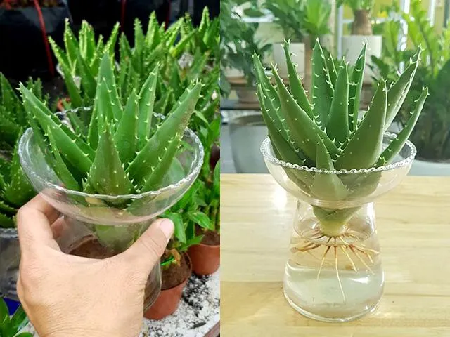 Trá»“ng nha Ä‘am thá»§y sinh