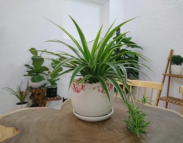 12 loáº¡i cÃ¢y cáº£nh mini lá»c khÃ´ng khÃ­ cá»±c Ä‘á»‰nh, Ã½ nghÄ©a hay - 2