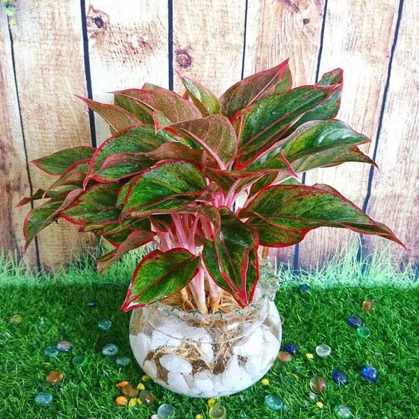 Cây Ngọc Ngân thủy sinh với lá đốm trắng