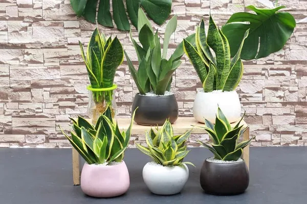 Cây Lưỡi Hổ với lá thẳng đứng, vân xanh vàng đẹp mắt, phù hợp trang trí nội thất hiện đại